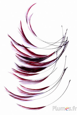 Haan - 10-15 cm - koffie-bordeaux